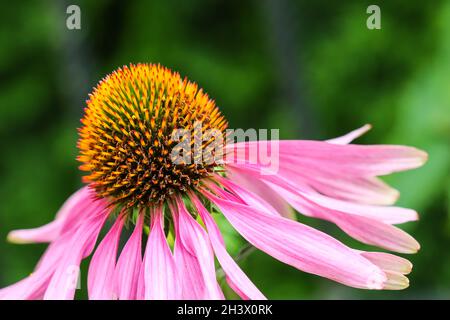 Echinacea purpurea (coneflower). Schönen lila Blüten mit einem Orange Center im Garten Stockfoto