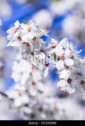 Kirschblüten im Frühling. Schöne weiße Blumen vor blauem Himmel Stockfoto