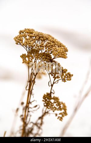 Nahaufnahme von getrockneten Schafgarben-Blüten, selektiver Fokus auf isolierten weißen Hintergrund. Stockfoto