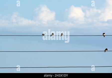 Fünf Schwalben, die auf Stromkabeln ruhen, mit einem blauen Himmel und weißen Wolken im Hintergrund Stockfoto