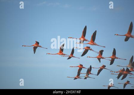 Eine Herde wunderschöner wilder Flamingos im Flug. Fotografiert von einem Boot auf der abgelegenen Insel Mayaguana auf den Bahamas. Stockfoto