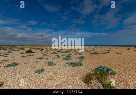 Ebbe im Pagham Harbour Nature Reserve in der Nähe von Chichester, West Sussex, Großbritannien Stockfoto