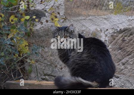 Sibirische Katze sitzt auf einem Holzbalken Stockfoto