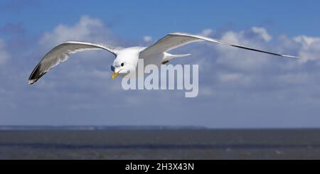 Möwen (Larus canus) fliegen über die Nordsee, Nordfriesland, Schleswig-Holstein, Deutschland, Europa Stockfoto