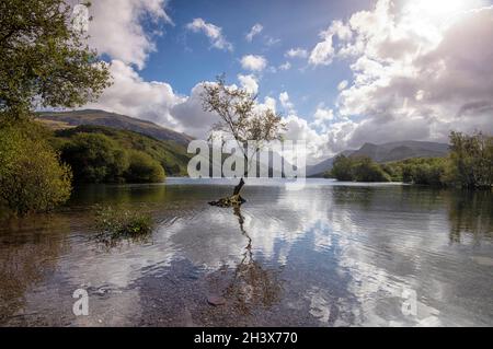 Reflexionen am einsame Baum von Llyn Padarn in Snowdonia, Gwynedd Wales Vereinigtes Königreich Stockfoto