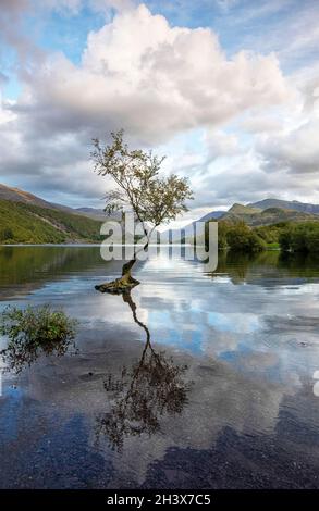 Reflexionen am einsame Baum von Llyn Padarn in Snowdonia, Gwynedd Wales Vereinigtes Königreich Stockfoto