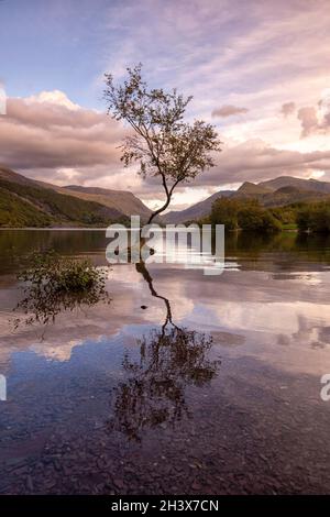 Dämmerungsreflexe am einsame Baum von Llyn Padarn in Snowdonia, Gwynedd Wales Großbritannien Stockfoto