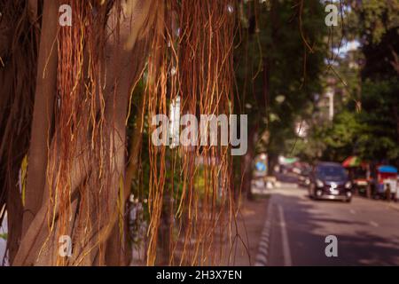 Die Wurzeln des banyan-Baumes hängen an der Stadtstraße. Stockfoto