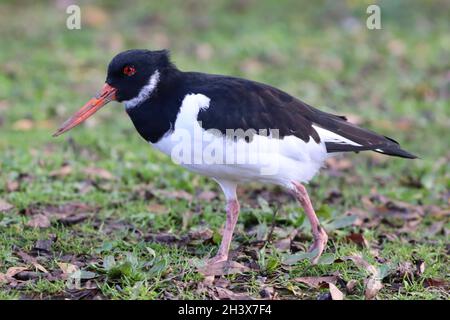 Austernfischer in Pennington Flash, Leigh Stockfoto