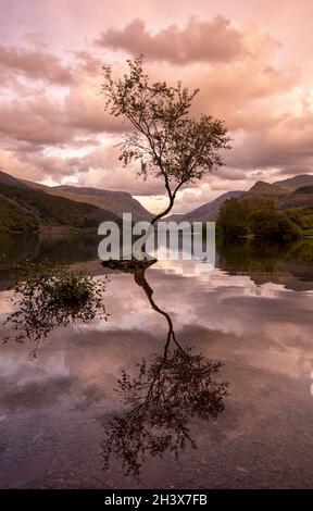 Dämmerungsreflexe am einsame Baum von Llyn Padarn in Snowdonia, Gwynedd Wales Großbritannien Stockfoto