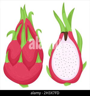 Cartoon-Illustration mit bunten Drachenfrucht. Landwirtschaftlicher Markt. Vektor handgezeichnete Grafik. Einzelne isolierte Kunst Stock Vektor