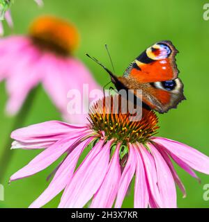 Schöner gefärbter europäischer Pfauenschmetterling auf violetter Blüte Echinacea im sonnigen Garten. Stockfoto