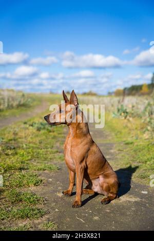 Nahaufnahme eines aktiven Hundes. Brauner Miniatur-Pinscher mit abgeschnittenen Ohren. Stockfoto