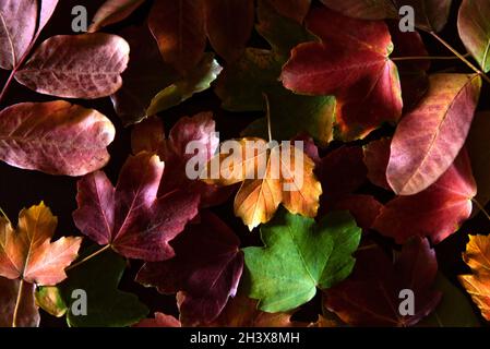 Trockene Herbstblätter, mit verschiedenen Schattierungen (gelb, rot und grün) auf schwarzem Hintergrund. Stockfoto
