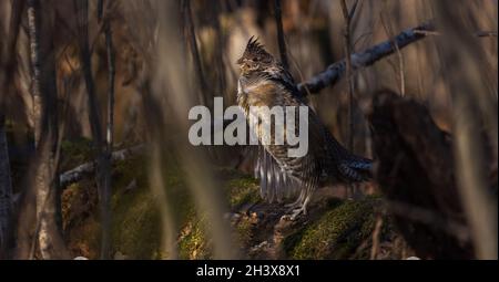 Ruffhuhn trommelt im Herbst im Norden von Wisconsin. Stockfoto