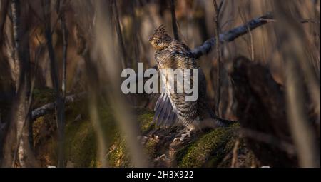 Ruffhuhn trommelt im Herbst im Norden von Wisconsin. Stockfoto