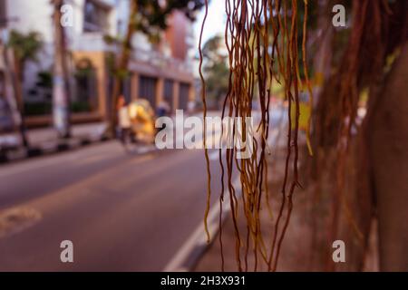 Die Wurzeln des banyan-Baumes hängen an der Stadtstraße. Stockfoto