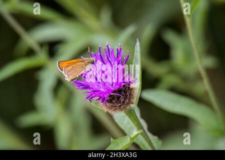 Kleiner Schmetterling des Skippers (Thymelicus sylvestris), der sich auf einer Distel ernährt Stockfoto