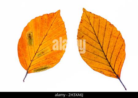 Herbstblätter vor einem schlichten weißen Hintergrund, Hintergrund, herbstlich, Blätter, Herbstfarben, Zarte, bunte Blätter, herbstliche Farben, natürliche Farbtöne Stockfoto