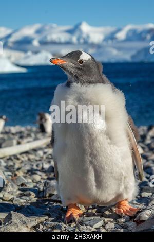 Gentoo Pinguin Küken stehen an der Küste mit Meer und Bergen im Hintergrund, Cuverville Island, Antarktis Stockfoto