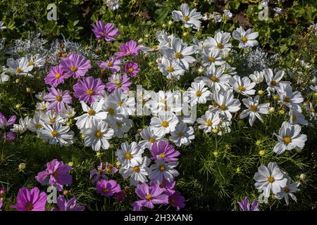 Kosmos blüht in voller Blüte in Eastbourne Stockfoto