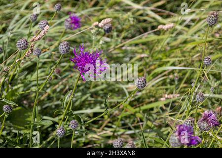 Der Knapweed (Centaurea scabiosa) blüht auf den South Downs Stockfoto