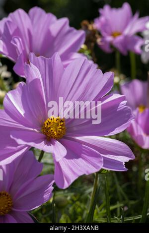 Kosmos blüht in voller Blüte in Eastbourne Stockfoto