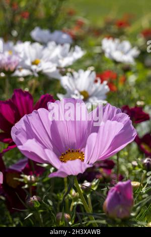 Kosmos blüht in voller Blüte in Eastbourne Stockfoto