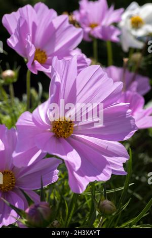 Kosmos blüht in voller Blüte in Eastbourne Stockfoto