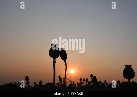 Mohn Stockfoto