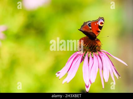 Schöner gefärbter europäischer Pfauenschmetterling auf violetter Blüte Echinacea im sonnigen Garten. Stockfoto