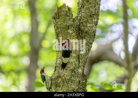 Die rothaarigen Spechte auf einem Baum mit einer Nisthöhle. Stockfoto