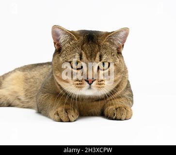 Erwachsene graue schottische gerade Chinchilla Katze liegt auf weißem Hintergrund, das Tier schaut auf die Kamera und ruht Stockfoto