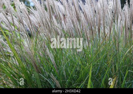 Ziergras mit Samenköpfen oben und Gras unten Stockfoto