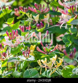 Rosa Honigbohne Knospen und Blumen. Lonicera Etrusca Santi caprifolium, blühender holzfäller Stockfoto