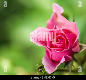 Rosa Rose Bonika mit Knospen im Garten. Perfekt für Grußkarten im Hintergrund Stockfoto