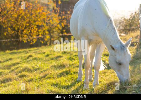 Weisses Pferd grast auf grüner Wiese bei Sonnenuntergang im Herbst. Stockfoto