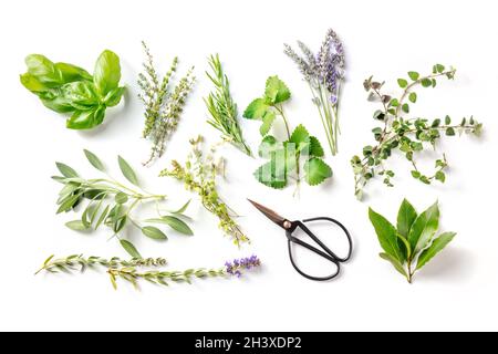 Frische Gartenkräuter, darüber liegende flache Lage auf weißem Hintergrund geschossen Stockfoto