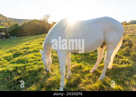 Weisses Pferd grast auf grüner Wiese bei Sonnenuntergang im Herbst. Stockfoto