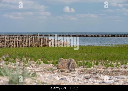 Queller Stockfoto