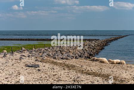 Wattenmeer Stockfoto