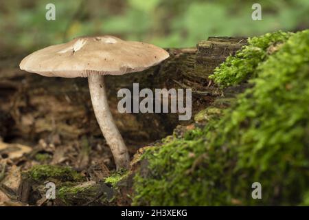 Pilze wachsen auf einem von Moos bedeckten Baumstamm im Herbstwald. Stockfoto