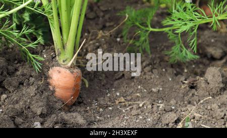 Frische reife Bio-Karotten im Garten. Großes und reifes Gemüse im Boden. Karottengemüse wächst im Garten in einem OP Stockfoto