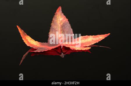 Süßgummi oder Liquidambar Styraciflua orange und gelb Herbstblatt mit Reflexion, Nahaufnahme Stockfoto