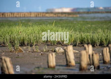 Wildgemüse Samphire Stockfoto