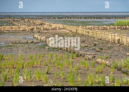 Wildgemüse Samphire Stockfoto