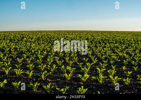 Reihen von jungen Sprossen von Zuckerrüben, die in befruchteten Böden auf einem landwirtschaftlichen Feld wachsen. Zuckerrübenanbau. Organisch. Stockfoto