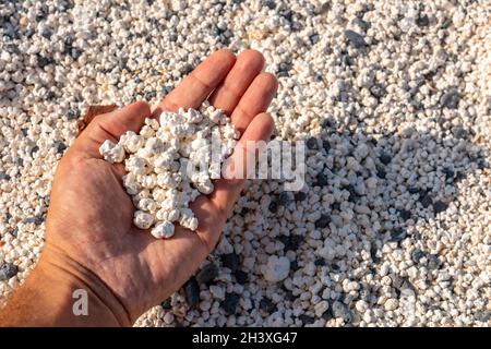 Hand hält kleine Korallenreste am Popcorn Beach in der Nähe der Stadt Corralejo, Spanien Stockfoto