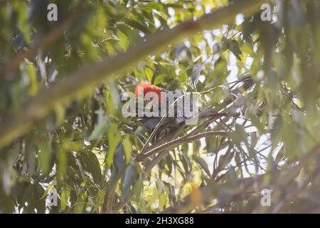 Männliche Gang Gang Cockatoo sitzt in einem Gummibaum mit Blättern und Ästen im Hintergrund in Dalgety, NSW, Australien Stockfoto