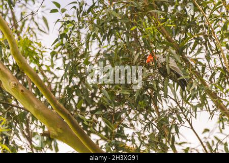 Männliche Gang Gang Cockatoo sitzt in einem Gummibaum mit Blättern und Ästen im Hintergrund in Dalgety, NSW, Australien Stockfoto